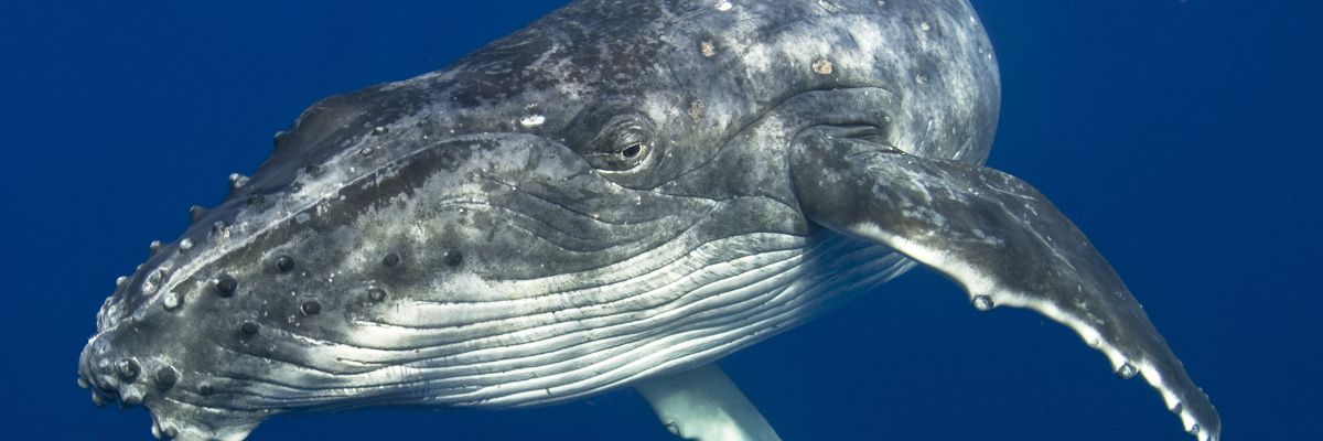 whale